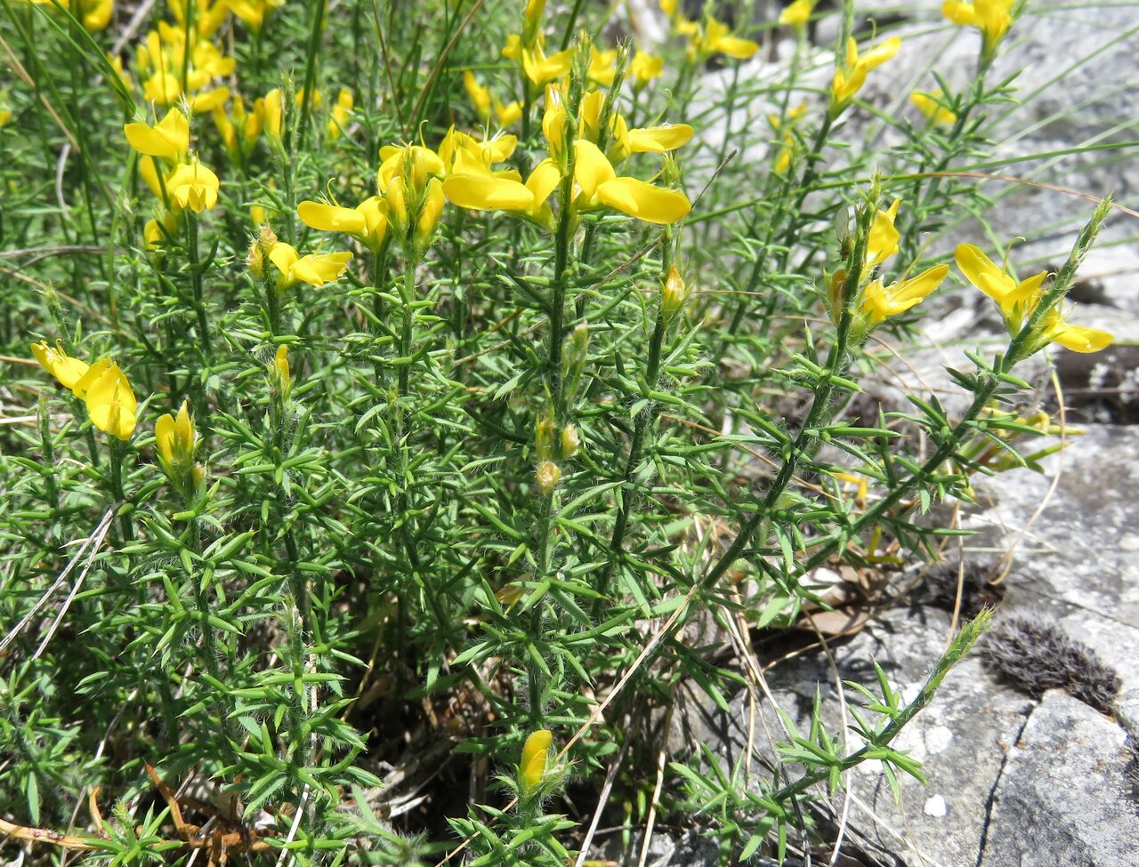 Image of Genista sylvestris ssp. dalmatica specimen.