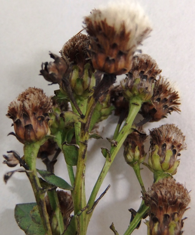 Image of Inula aspera specimen.