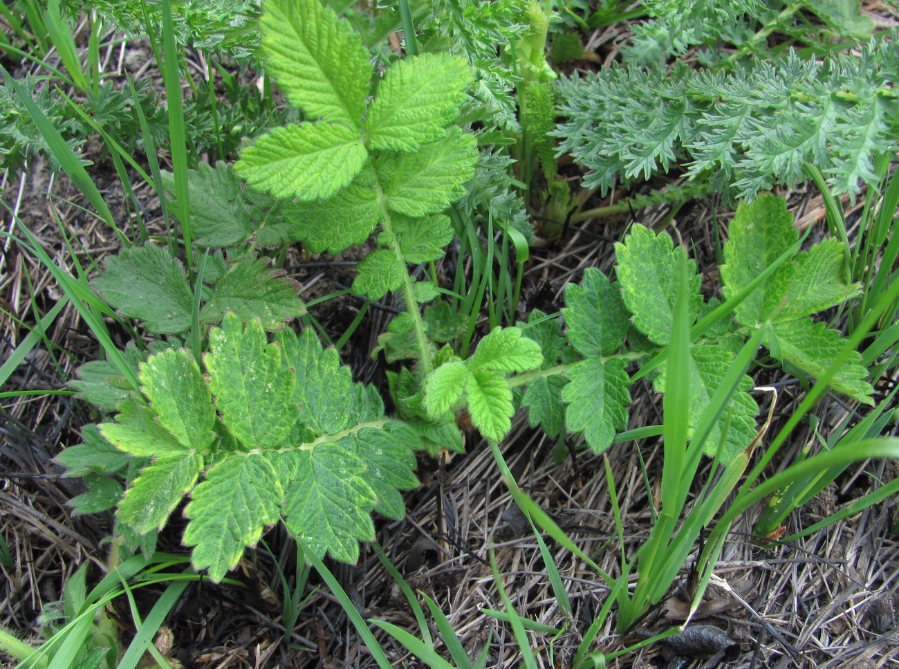 Изображение особи Agrimonia eupatoria.