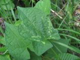 род Calystegia. Лист, поражённый вирусом(?). Краснодарский край, Абинский р-н, юж. окр. ст-цы Холмская, вырубка. 18.05.2020.