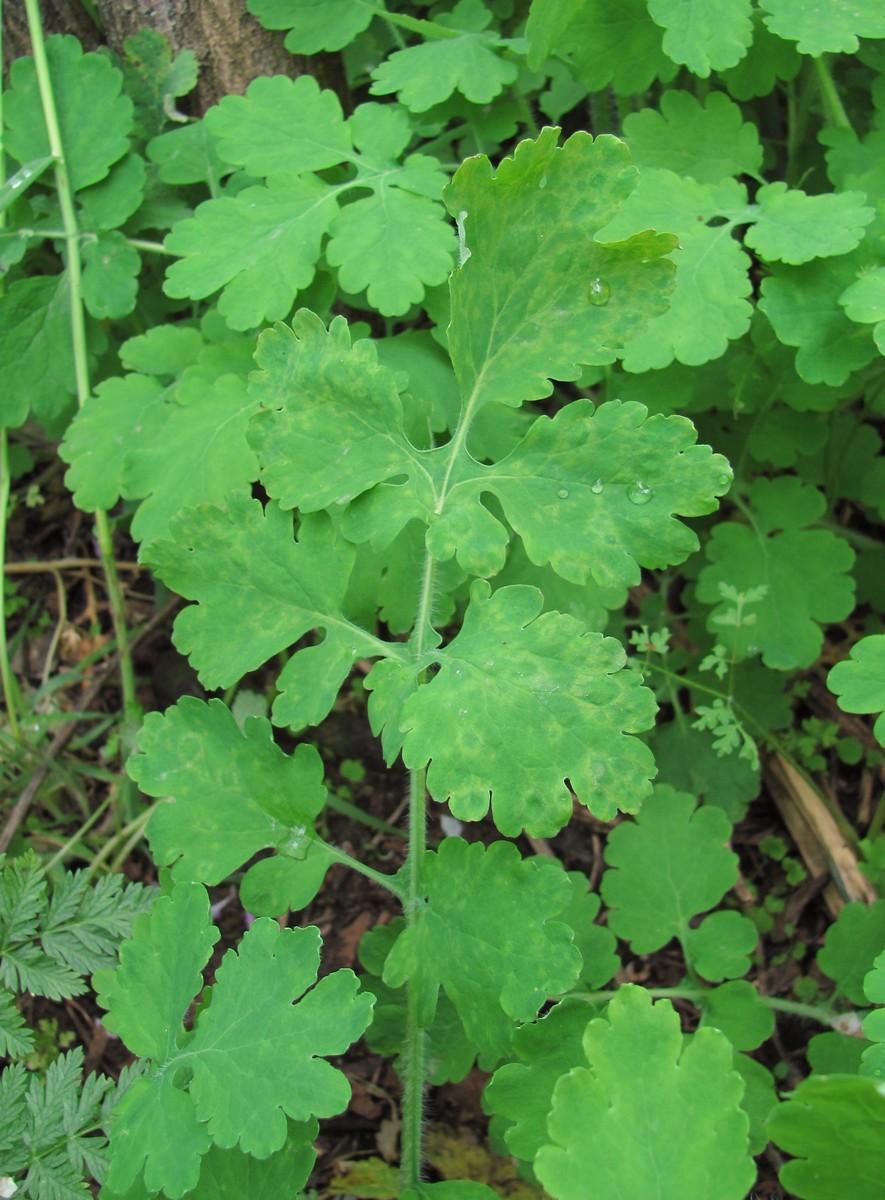 Изображение особи Chelidonium majus.