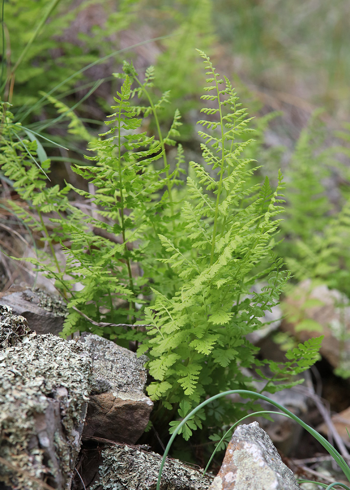 Изображение особи Cystopteris fragilis.