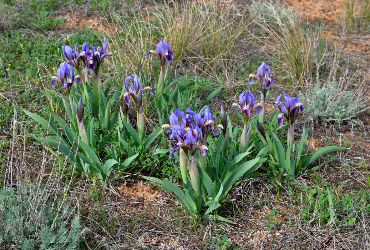 Изображение особи Iris scariosa.