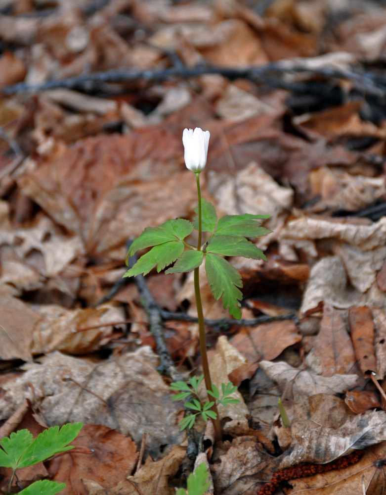 Изображение особи Anemone altaica.