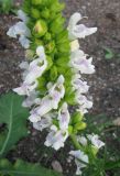 Salvia scabiosifolia