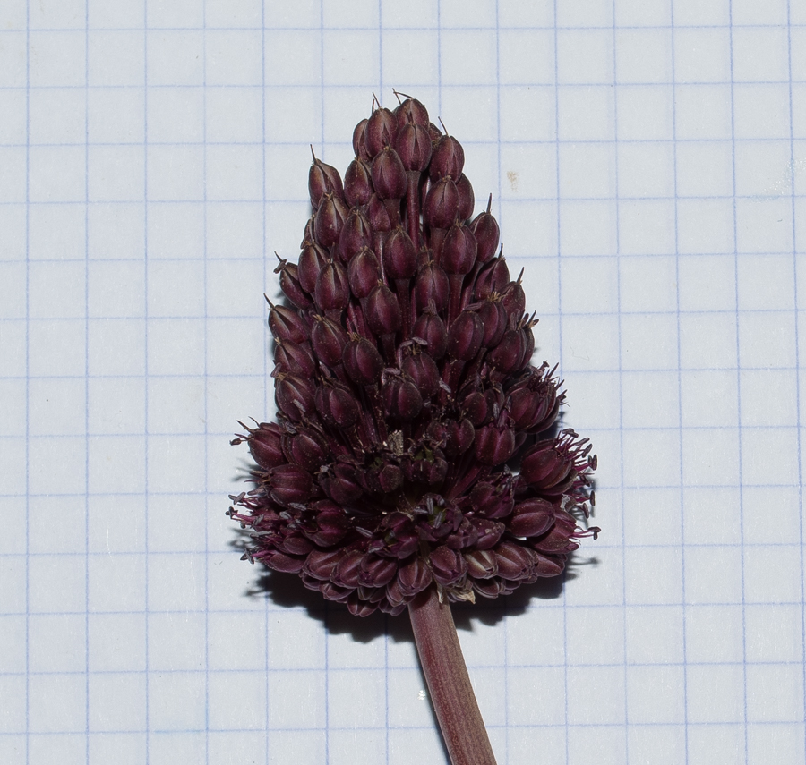 Image of Allium curtum specimen.