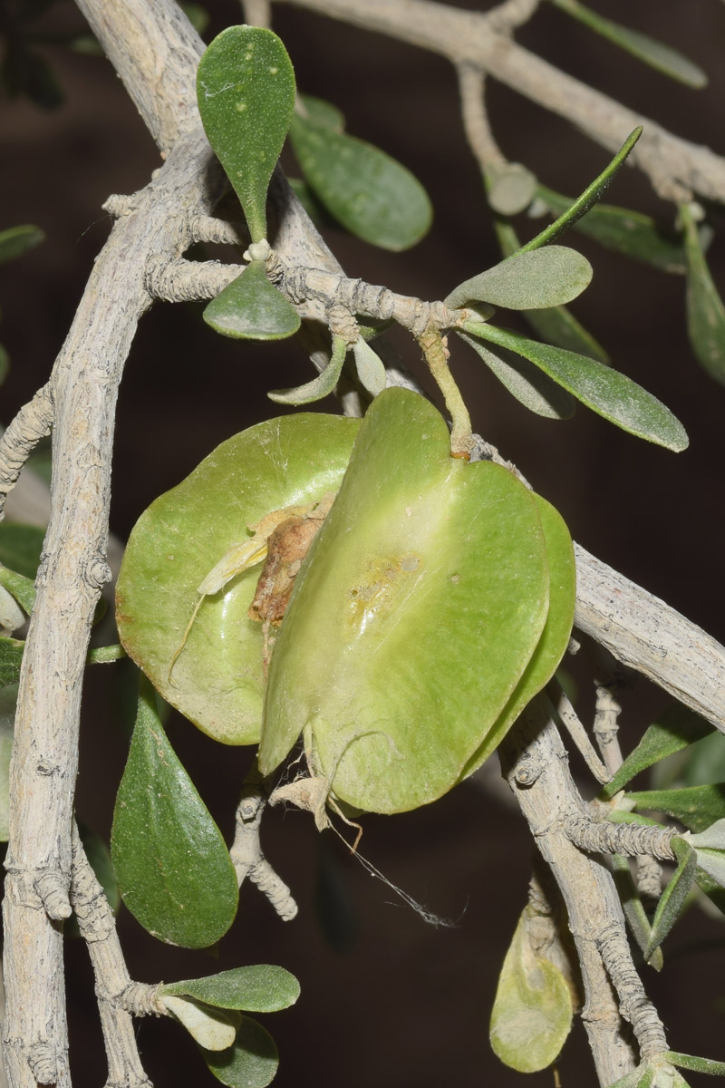 Image of Zygophyllum atriplicoides specimen.