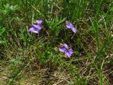 Viola dissecta