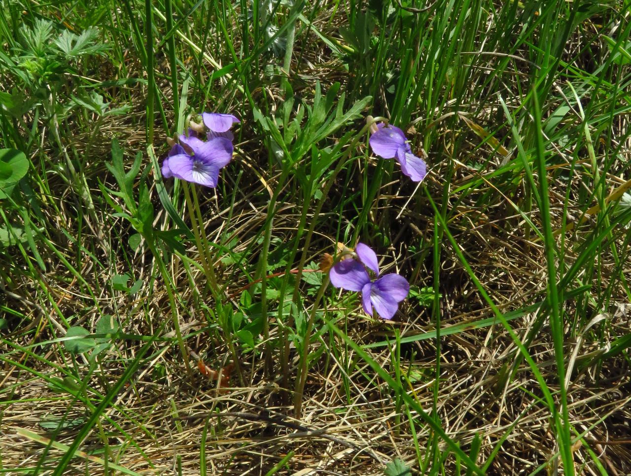 Изображение особи Viola dissecta.