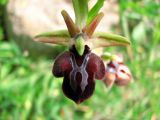 Ophrys subspecies caucasica