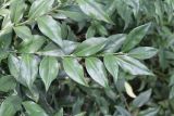 Sarcococca variety digyna