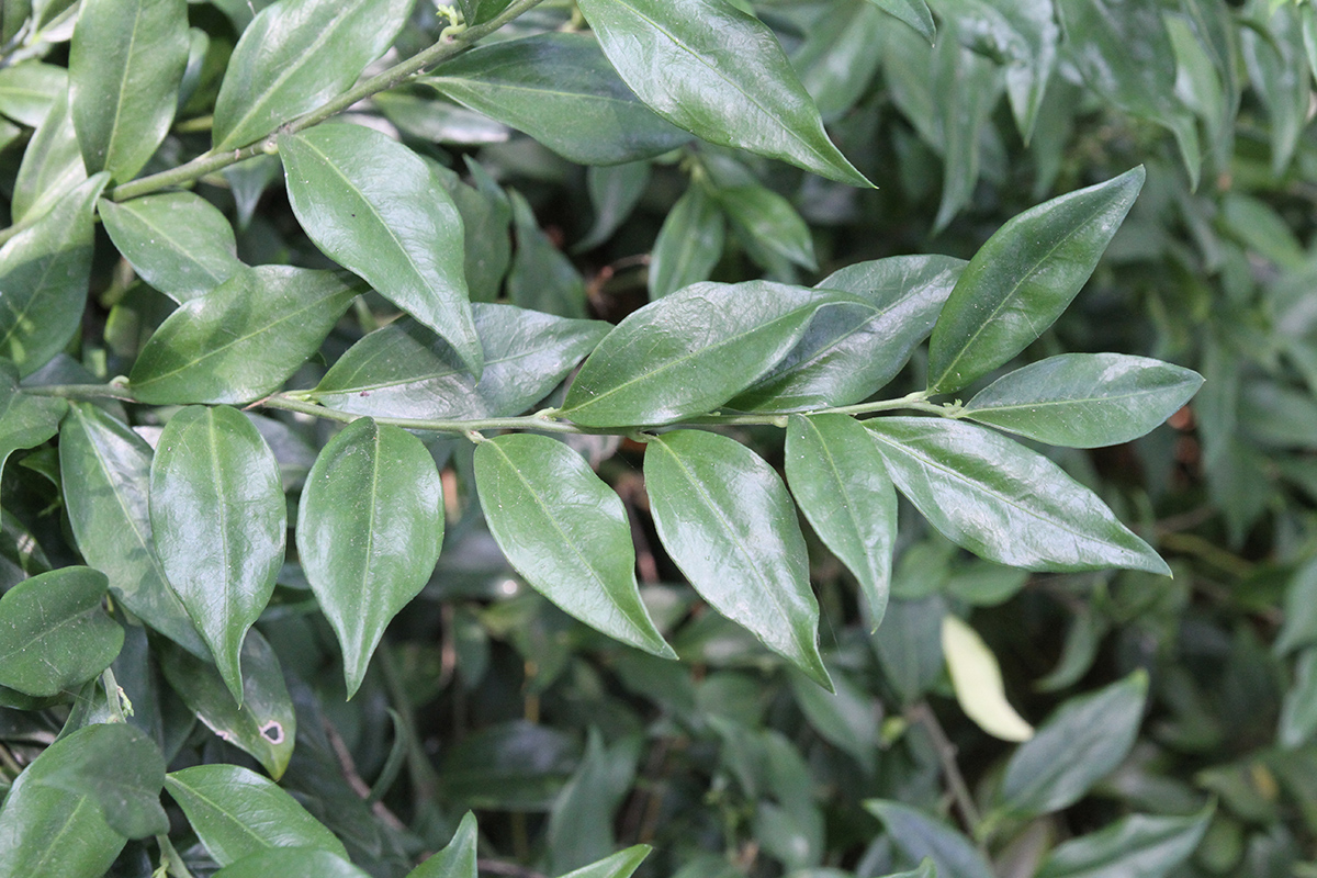 Image of Sarcococca hookeriana var. digyna specimen.