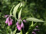 Symphytum officinale. Верхушка побега с соцветием. Санкт-Петербург, Дудергофские высоты, луговина у пруда. 03.07.2010.