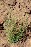 Chenopodium striatiforme