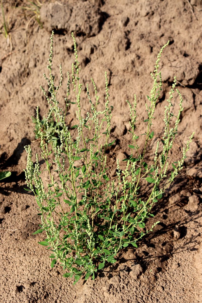 Image of Chenopodium striatiforme specimen.