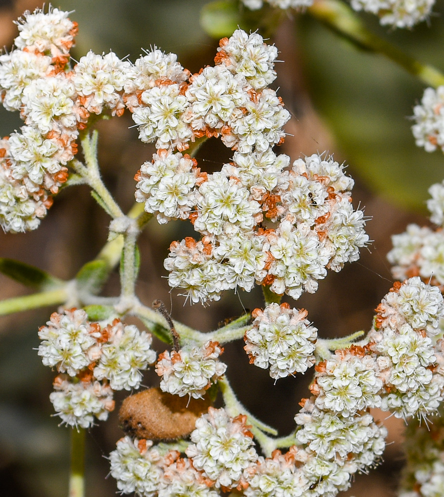 Image of Eriogonum giganteum specimen.