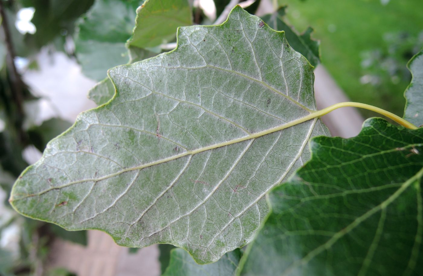 Image of Populus alba specimen.