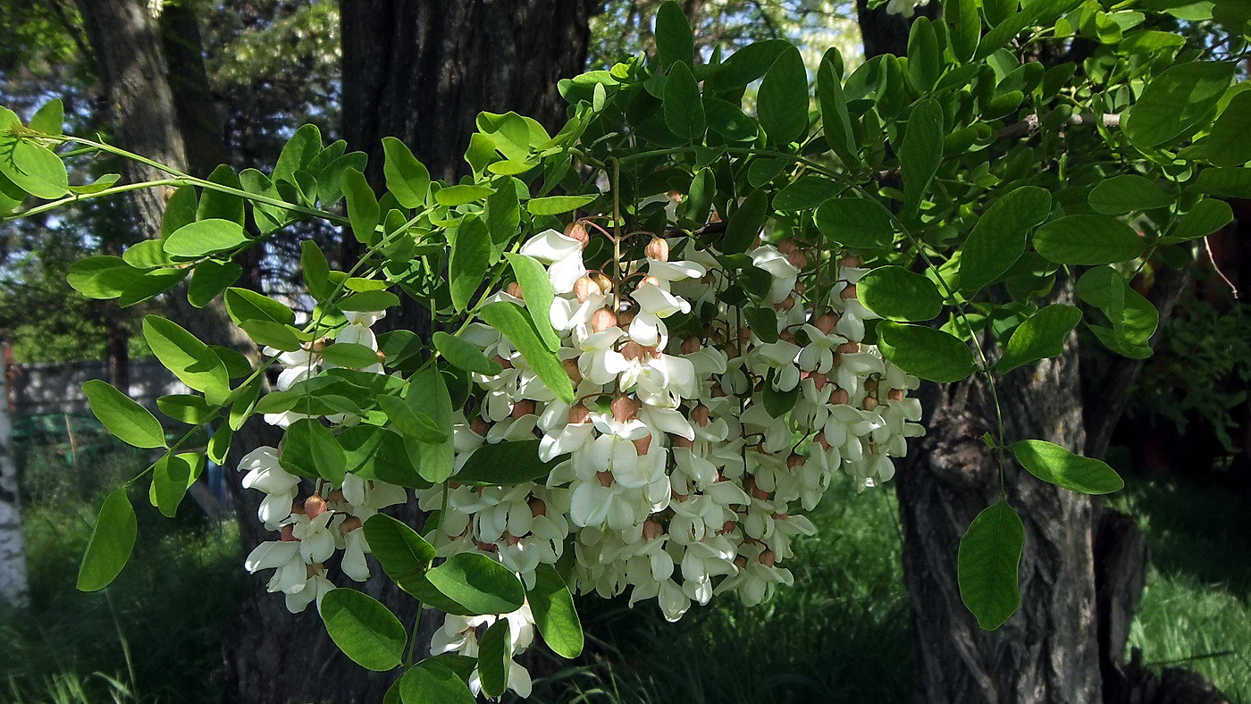 Изображение особи Robinia pseudoacacia.