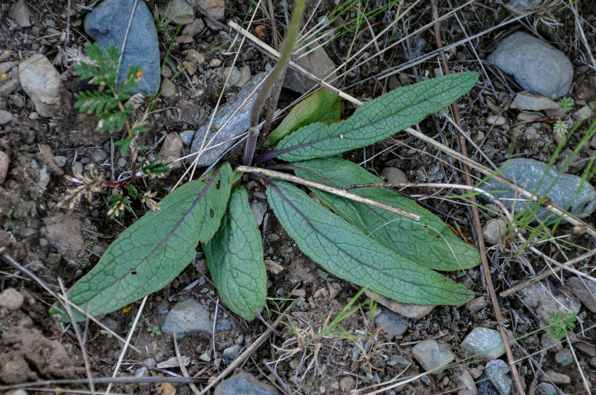 Изображение особи Verbascum phoeniceum.
