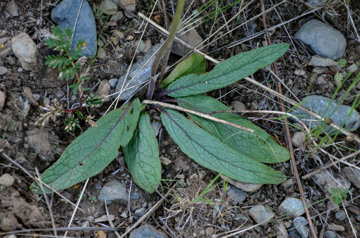 Image of Verbascum phoeniceum specimen.