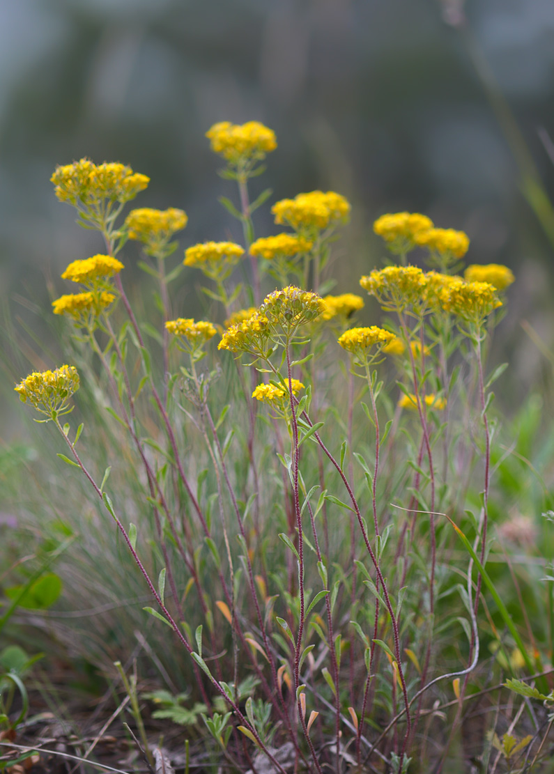 Изображение особи Odontarrhena muralis.