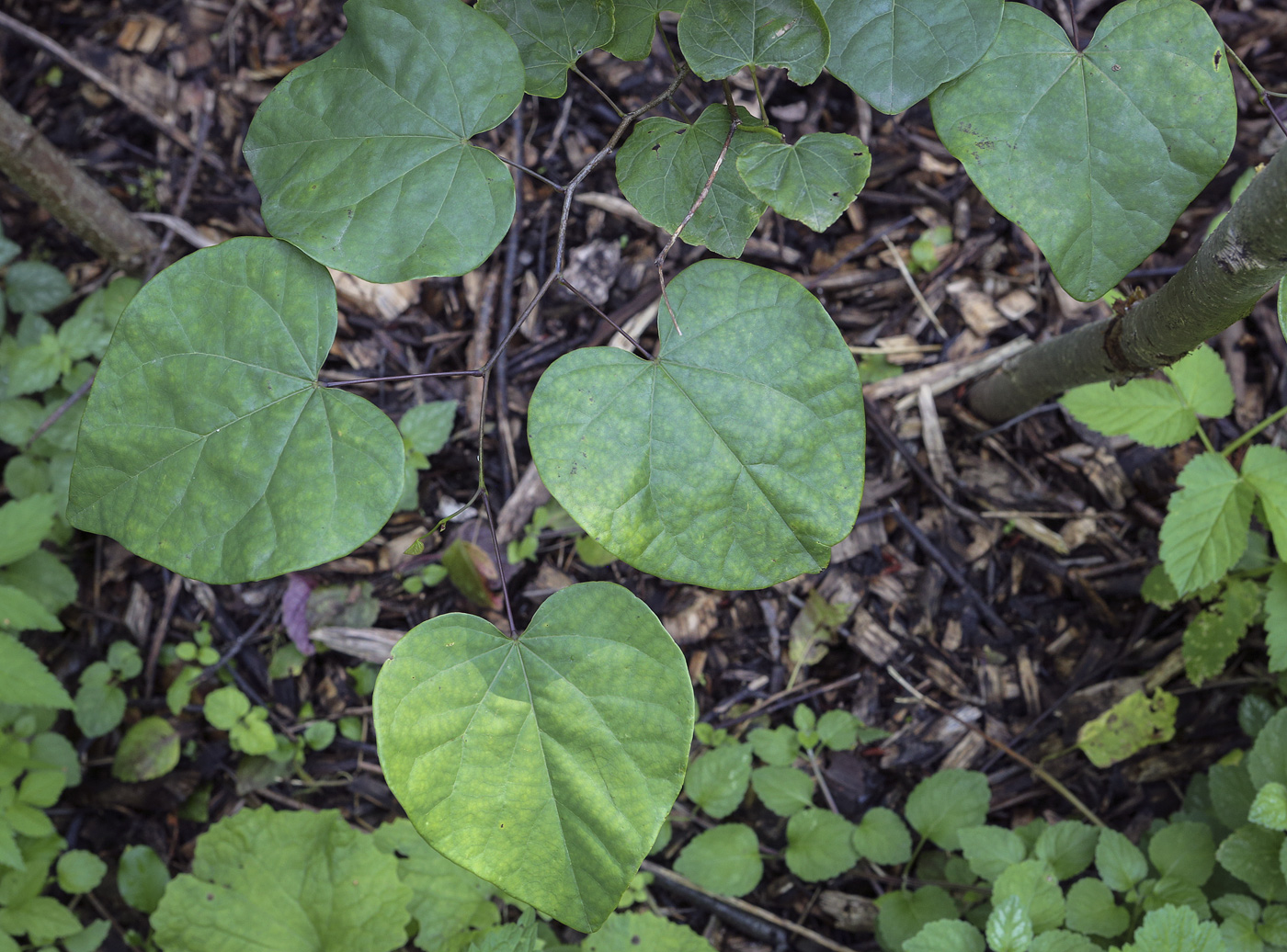 Изображение особи род Cercidiphyllum.