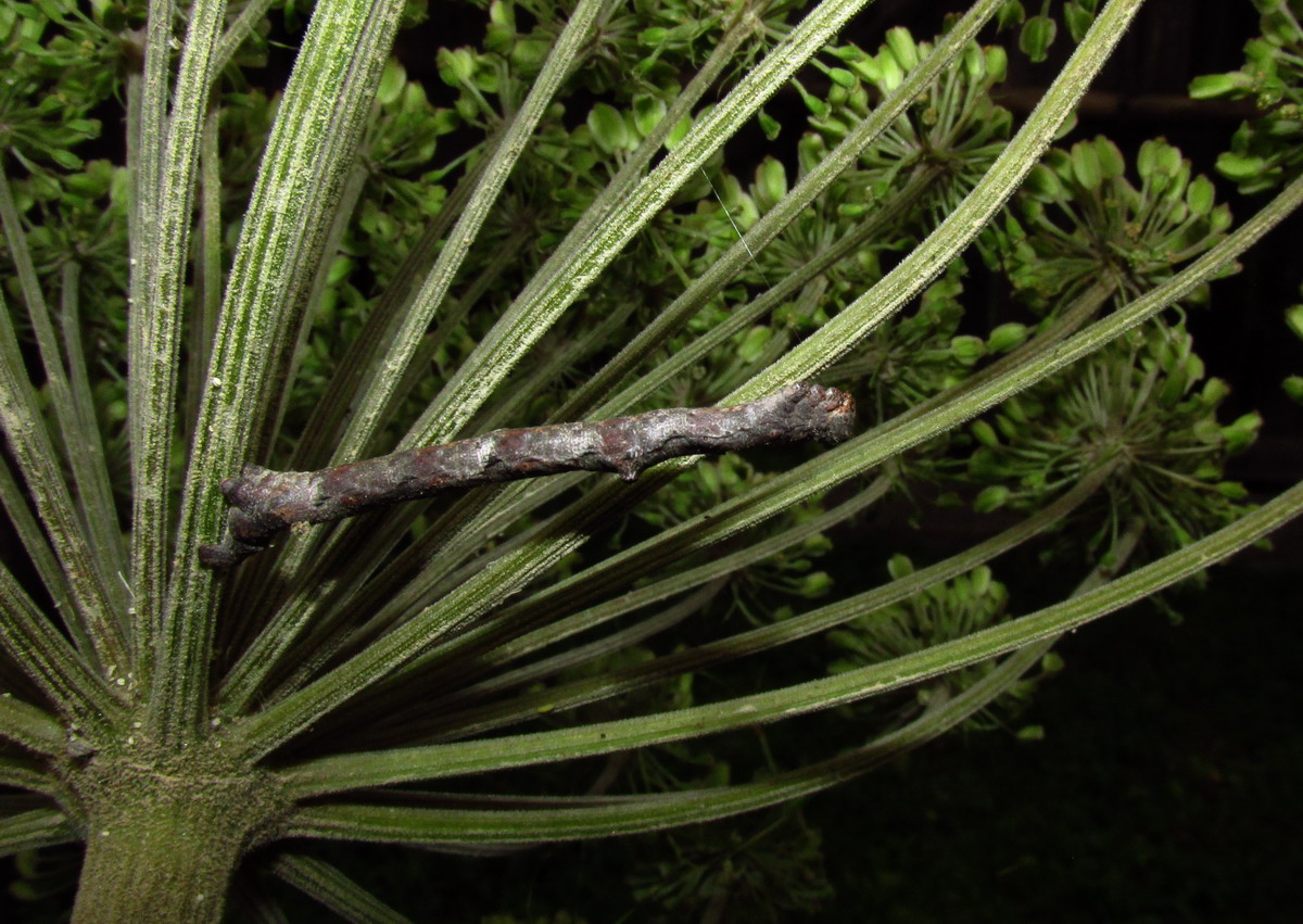 Image of genus Angelica specimen.