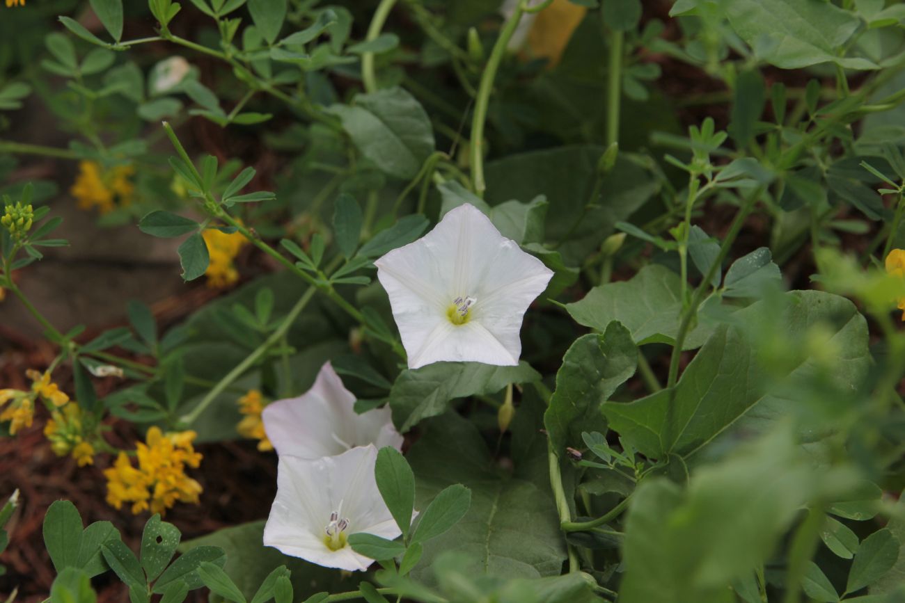 Изображение особи Convolvulus arvensis.