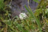 Lagotis integrifolia