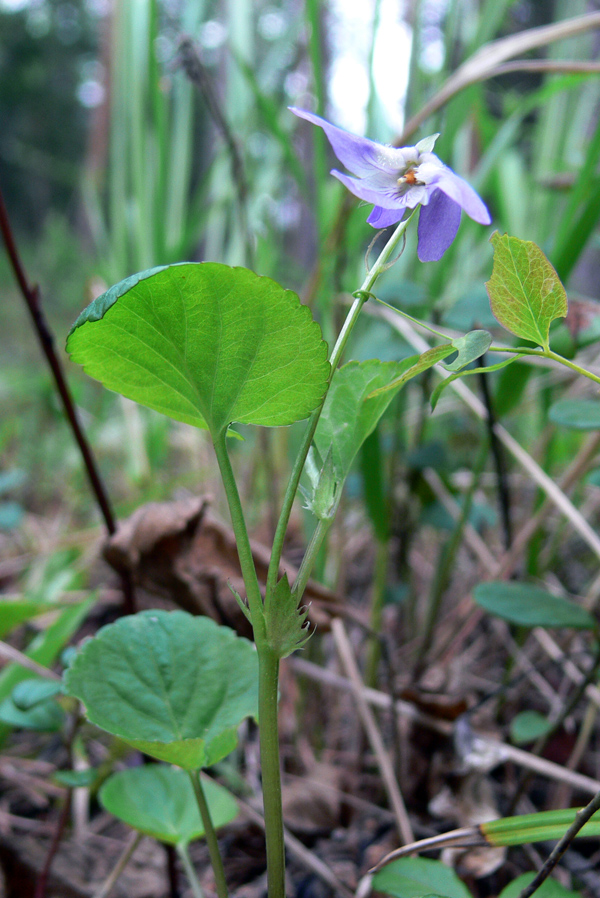 Изображение особи Viola rupestris.