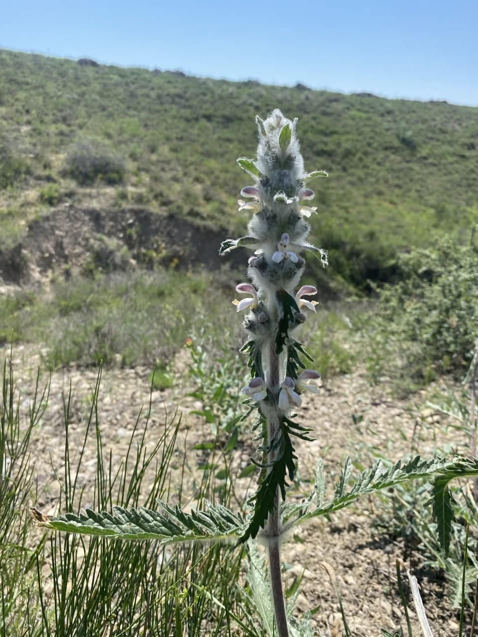 Image of Phlomoides kirghisorum specimen.