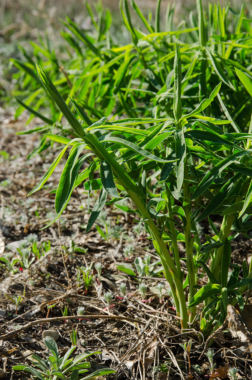 Image of genus Euphorbia specimen.