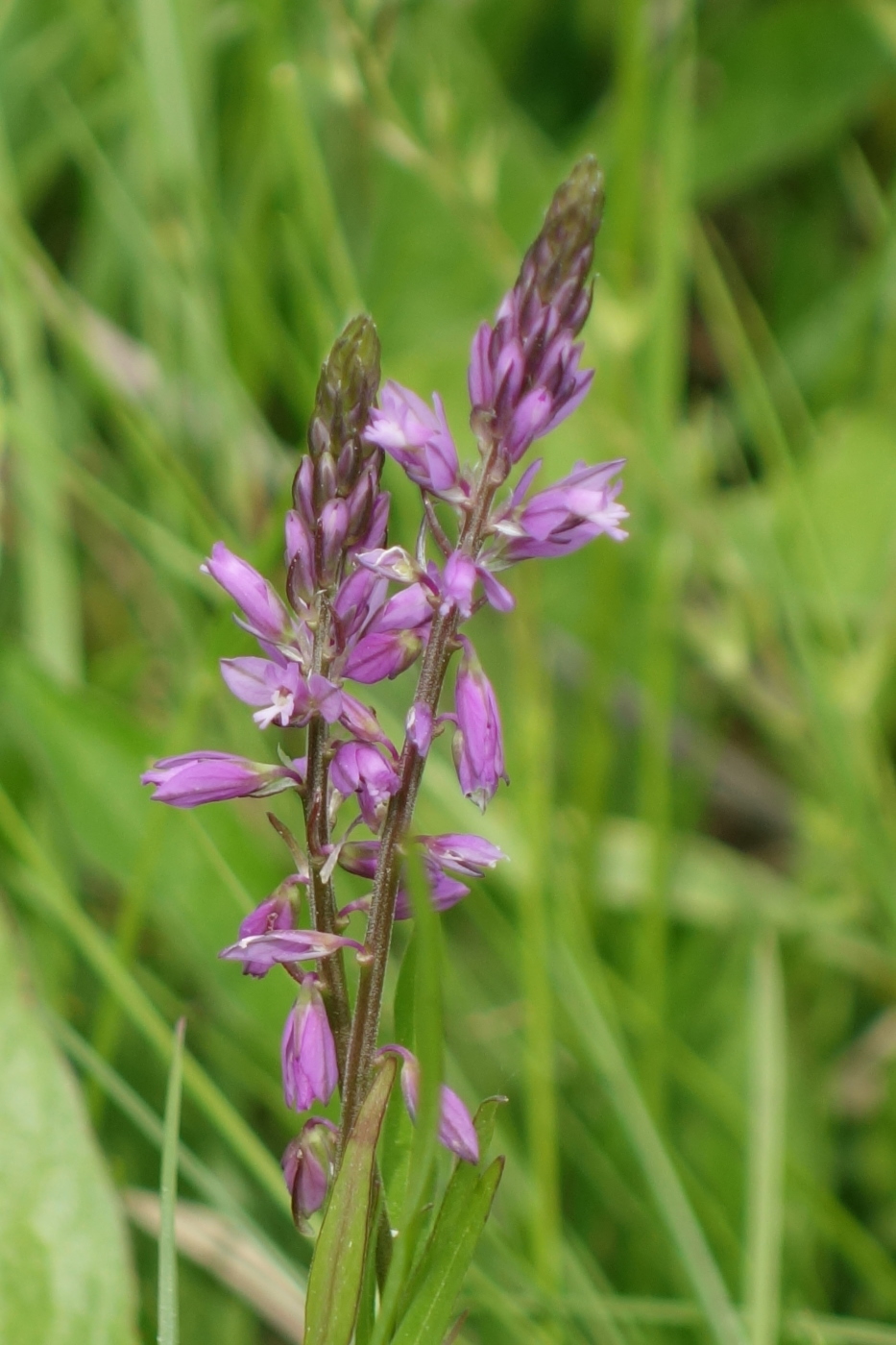 Image of Polygala comosa specimen.