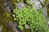 genus Sedum. Вегетирующие растения. Республика Ингушетия, Джейрахский р-н, окр. урочища Цори, высота ок. 1760 м н.у.м., на скале. 18 июня 2022 г.