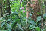 familia Orchidaceae. Цветущее растение. Мадагаскар, провинция Анциранана, регион Диана, окр. г. Анциранана, национальный парк \"Янтарная гора\". 03.05.2018.