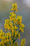 Genista tinctoria. Соцветие. Ростовская обл., Шолоховский р-н, окр. станицы Вёшенская, опушка соснового леса. 12.06.2022.