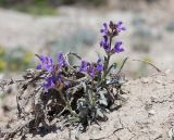 Salvia canescens разновидность daghestanica. Цветущее растение. Дагестан, Буйнакский р-н, окр. Чиркейского вдхр., глинистые обнажения. 27 мая 2022 г.