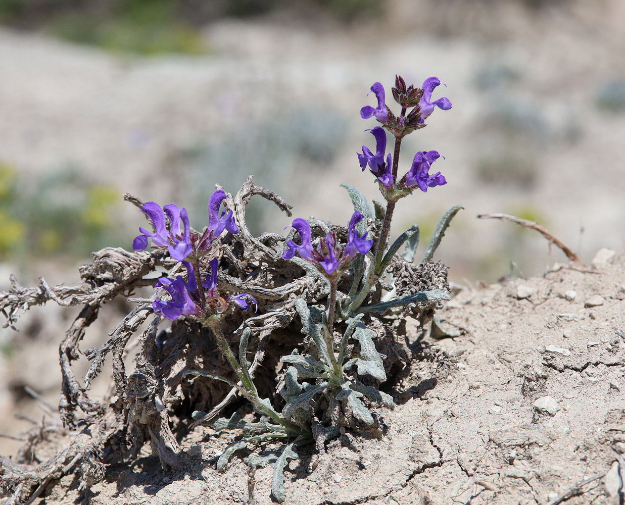 Изображение особи Salvia canescens var. daghestanica.