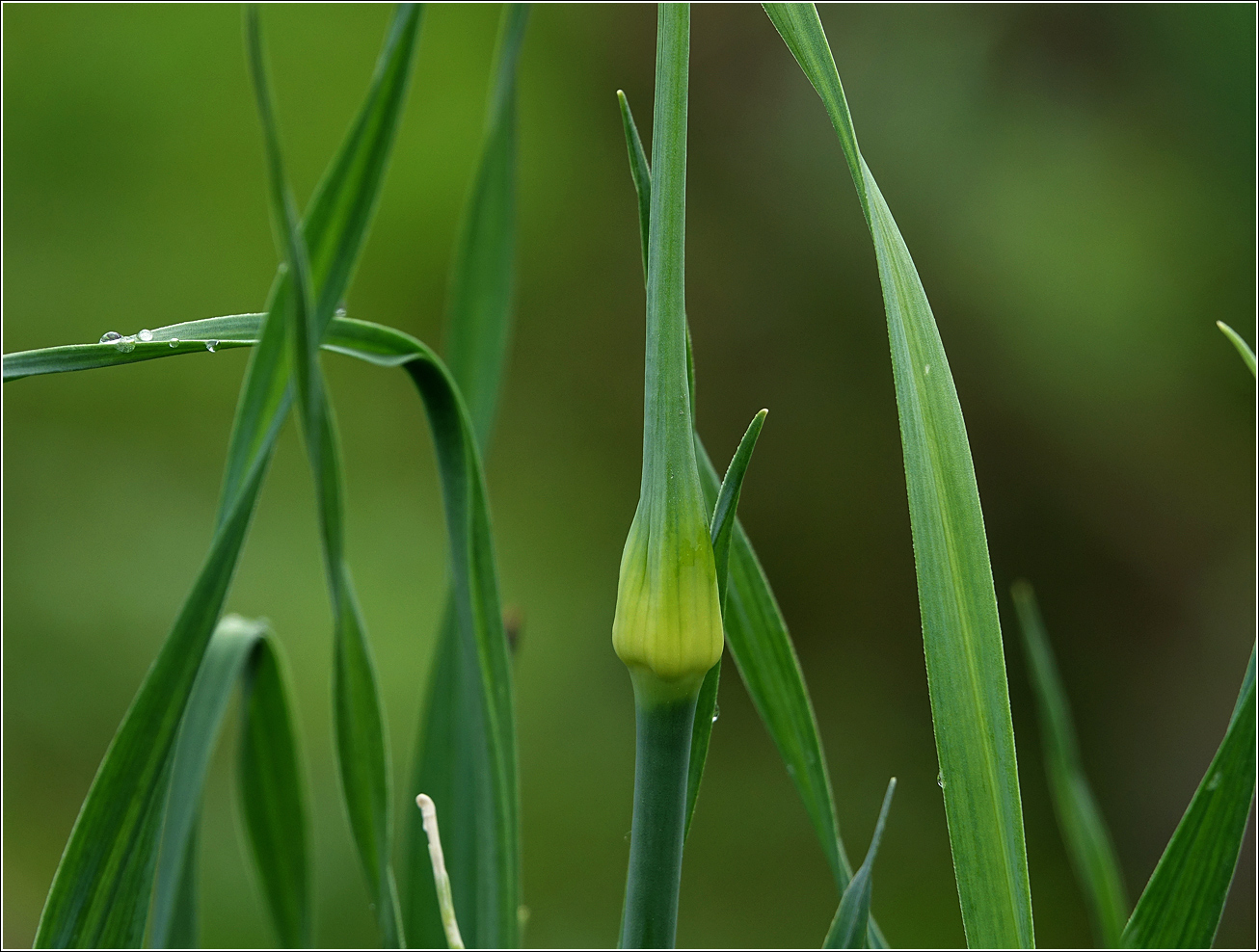 Изображение особи Allium porrum.