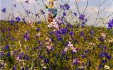 Delphinium paniculatum