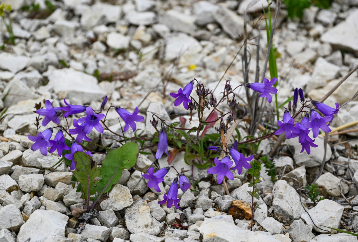 Изображение особи Campanula hohenackeri.