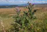 Cirsium pugnax