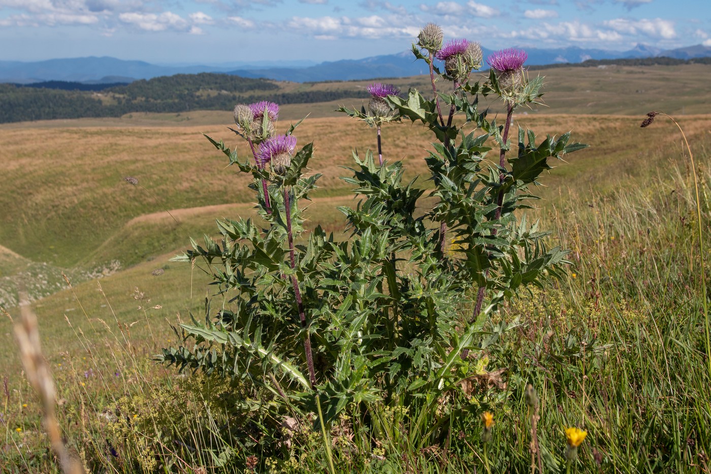 Изображение особи Cirsium pugnax.