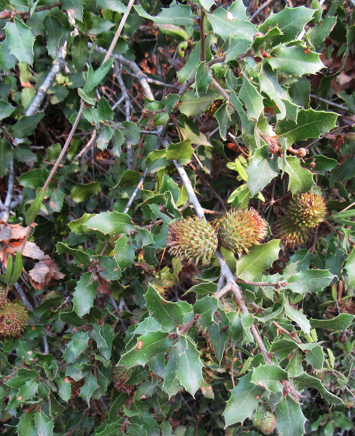 Изображение особи Quercus coccifera.