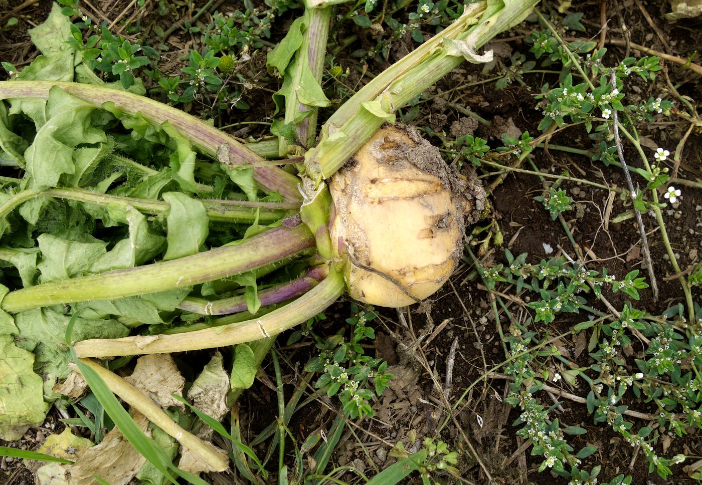 Изображение особи Brassica rapa.