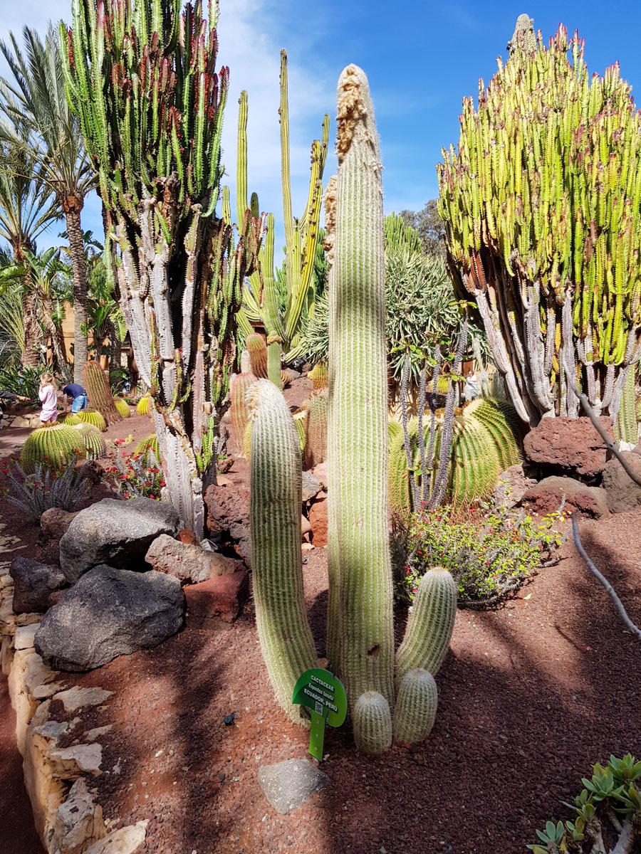 Image of Espostoa lanata specimen.