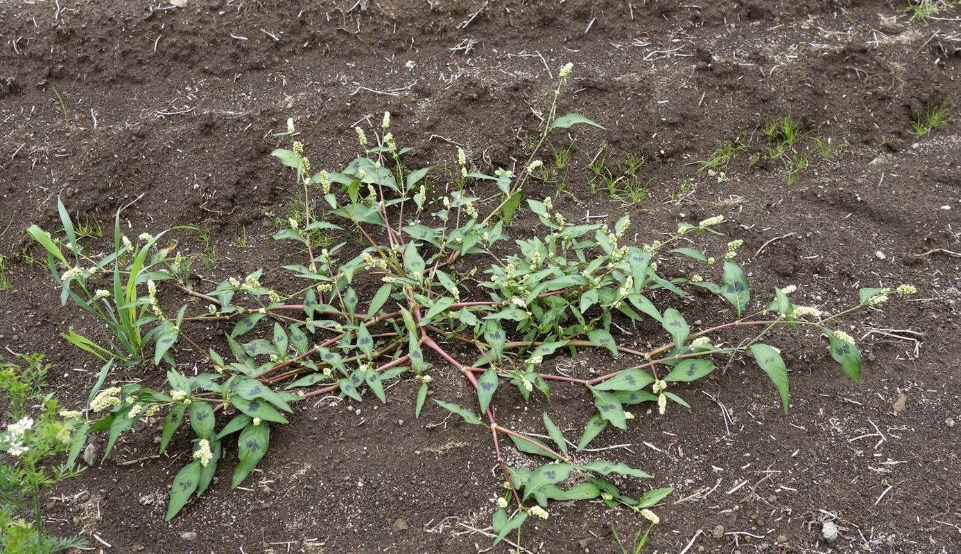 Image of Persicaria maculosa specimen.