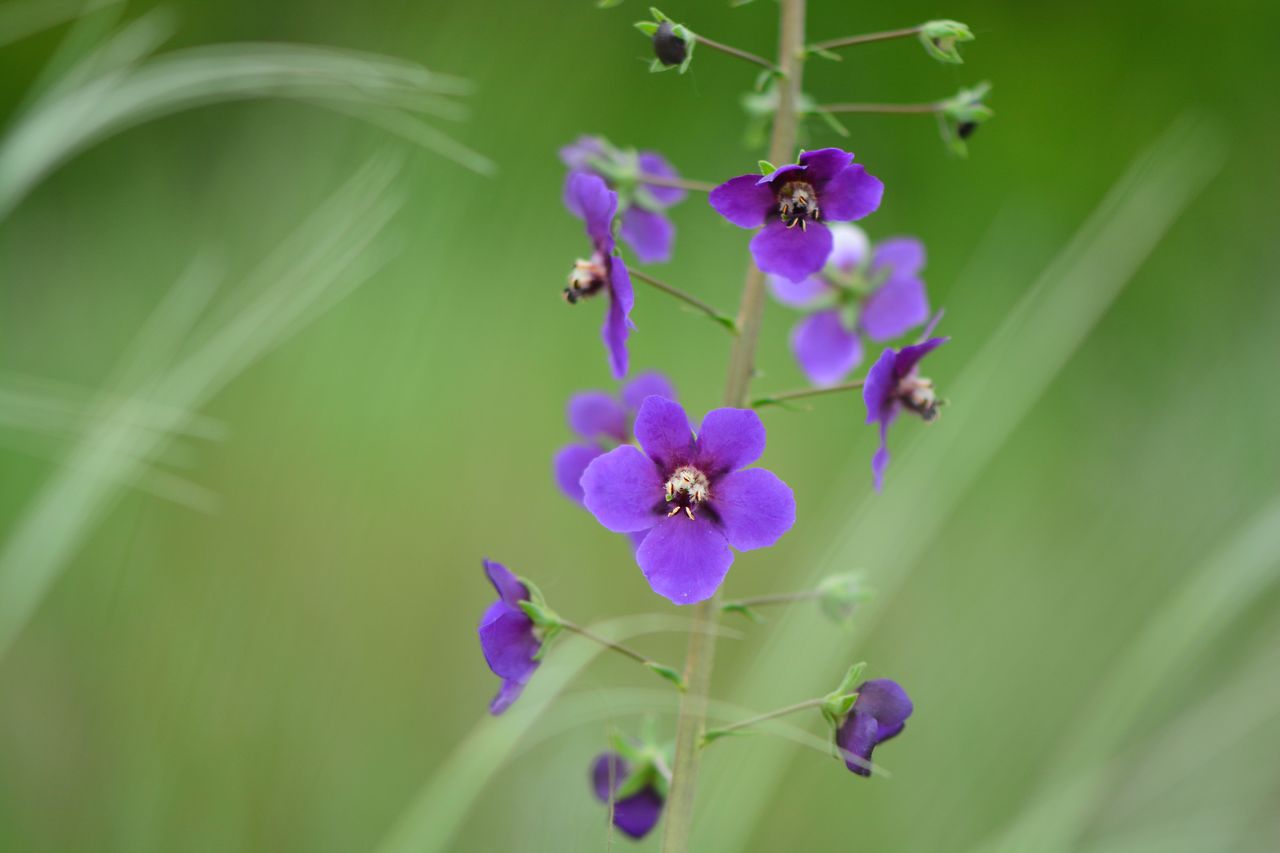 Изображение особи Verbascum phoeniceum.