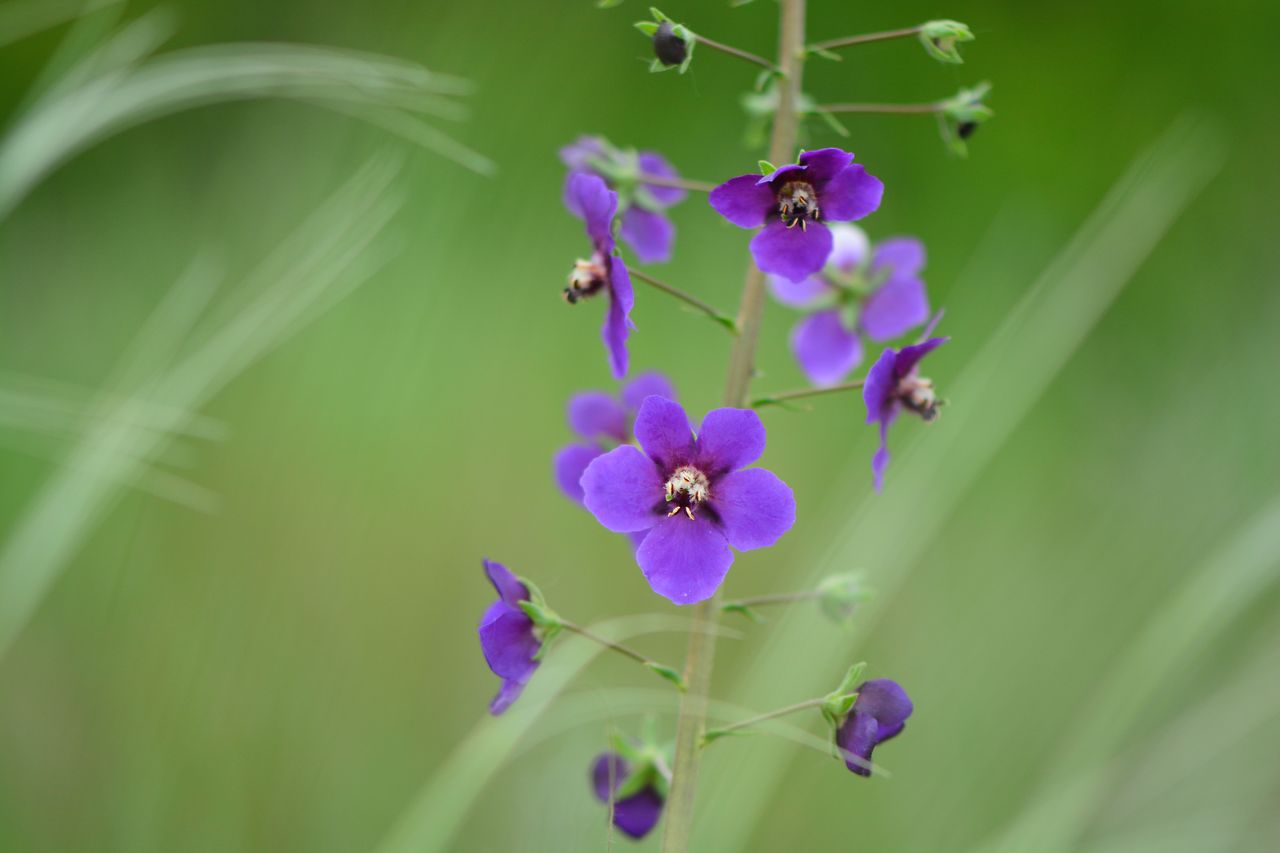 Image of Verbascum phoeniceum specimen.