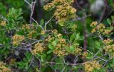 Spiraea crenata